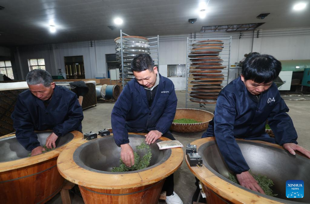 Tea gardens across Wuyi County enter harvest season