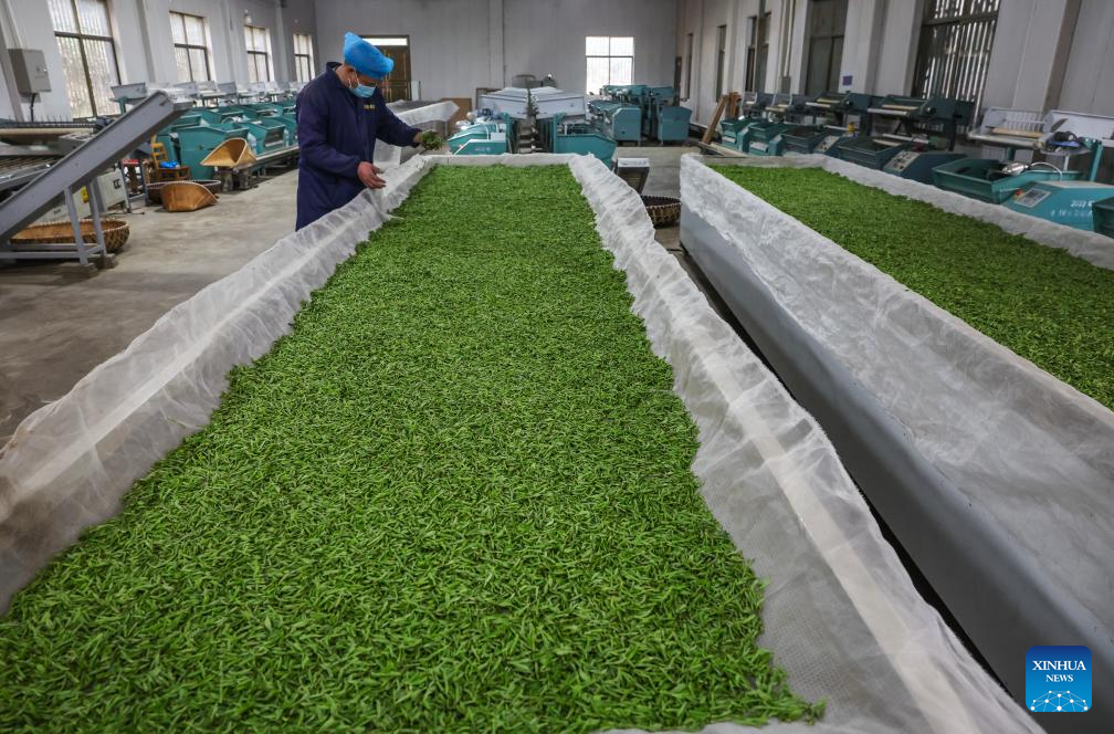 Tea gardens across Wuyi County enter harvest season