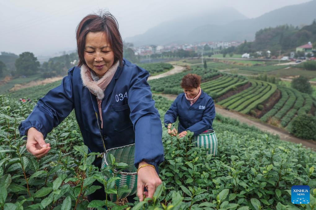 Tea gardens across Wuyi County enter harvest season