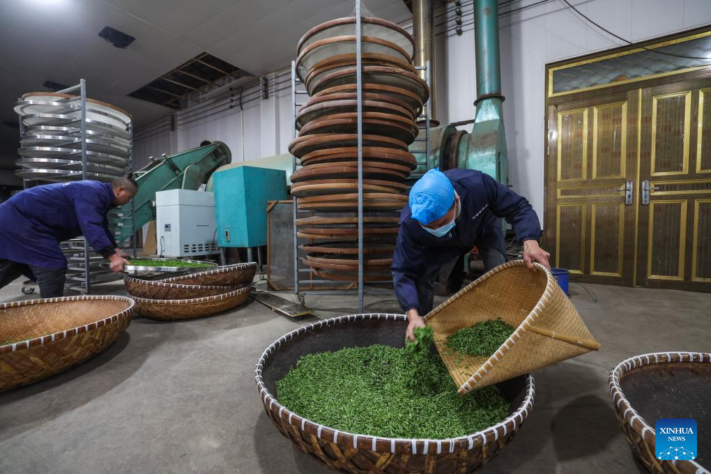 Tea gardens across Wuyi County enter harvest season