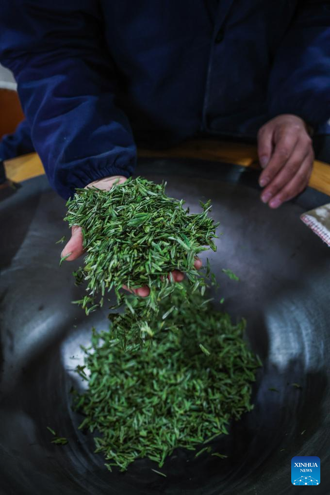 Tea gardens across Wuyi County enter harvest season