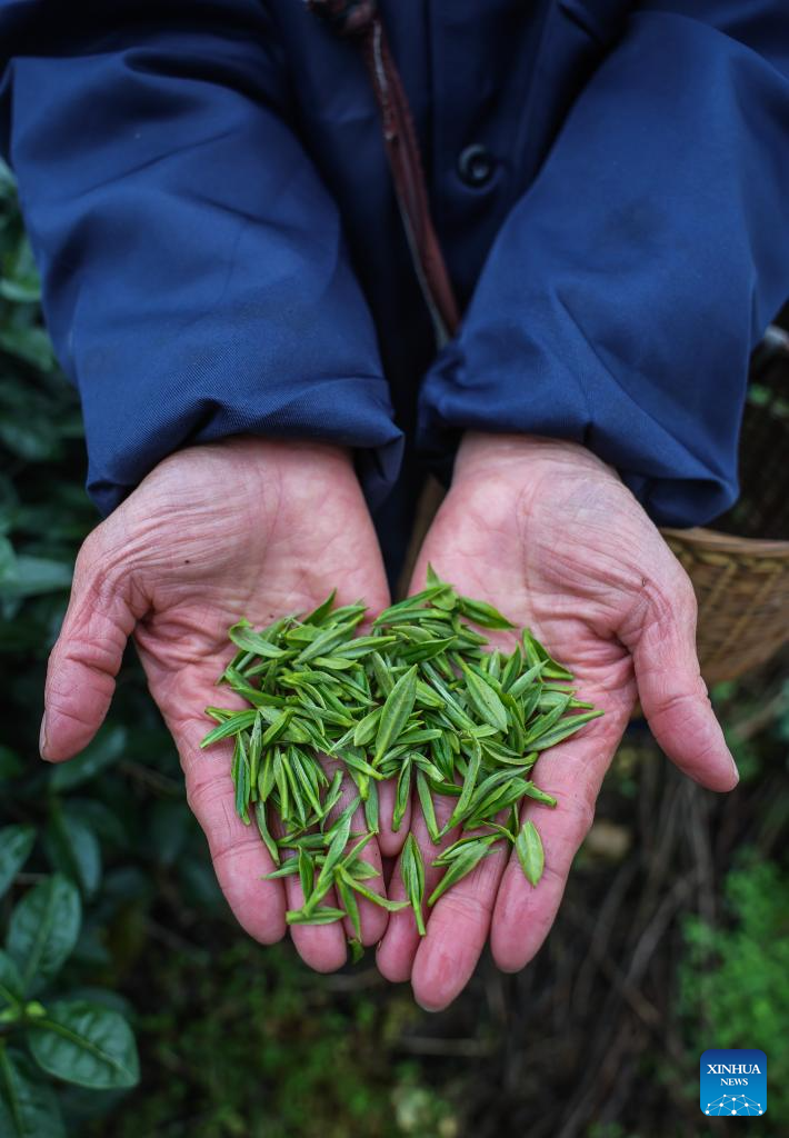 Tea gardens across Wuyi County enter harvest season