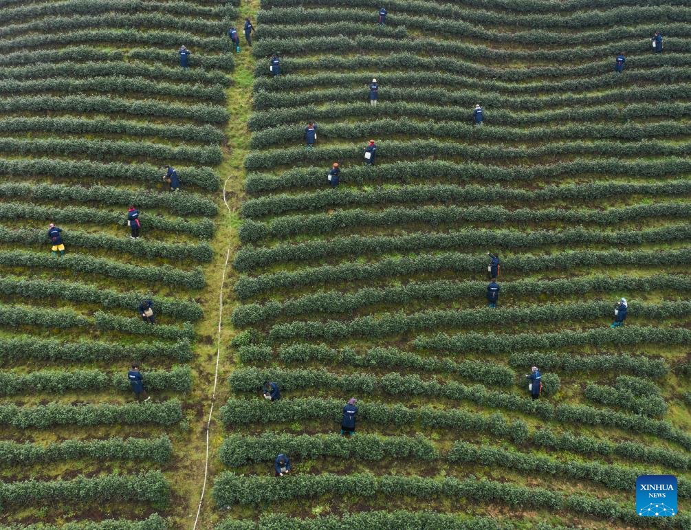 Tea gardens across Wuyi County enter harvest season