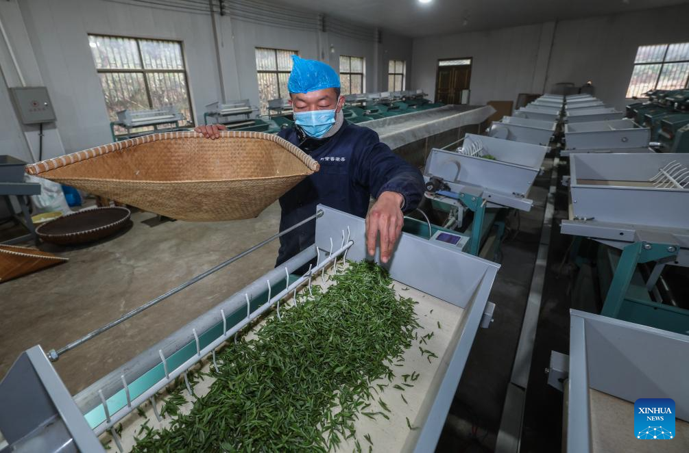 Tea gardens across Wuyi County enter harvest season