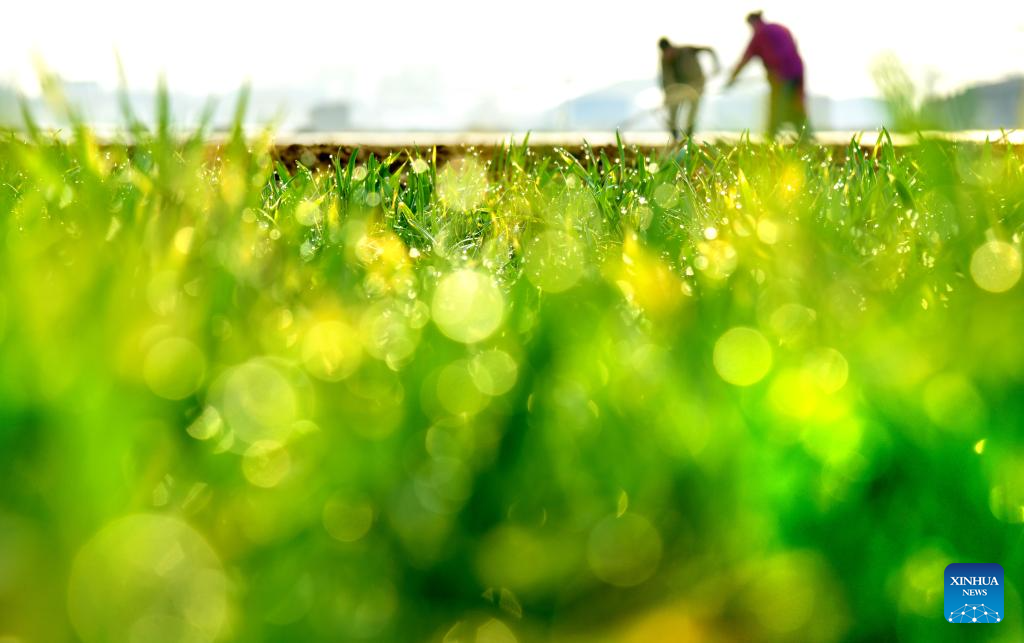 Farmers busy with spring farming across China