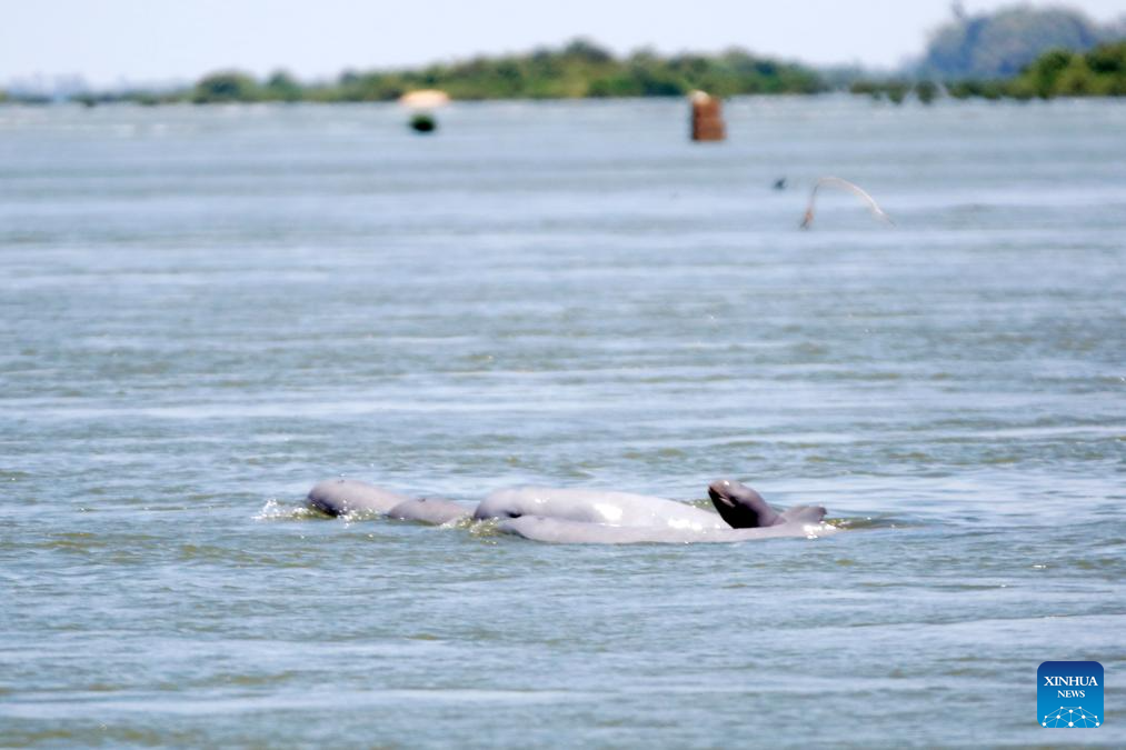 Mekong Irrawaddy dolphins swim in Mekong River in Cambodia