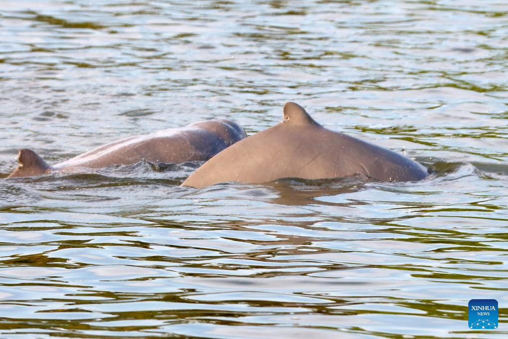 Mekong Irrawaddy dolphins swim in Mekong River in Cambodia