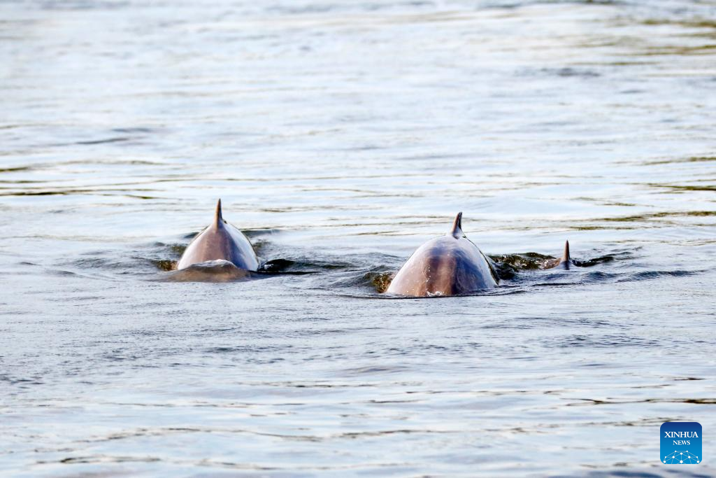 Mekong Irrawaddy dolphins swim in Mekong River in Cambodia