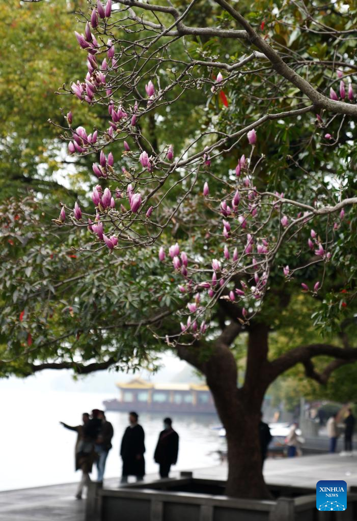 Tourists enjoy spring blossoms in Hangzhou, E China's Zhejiang