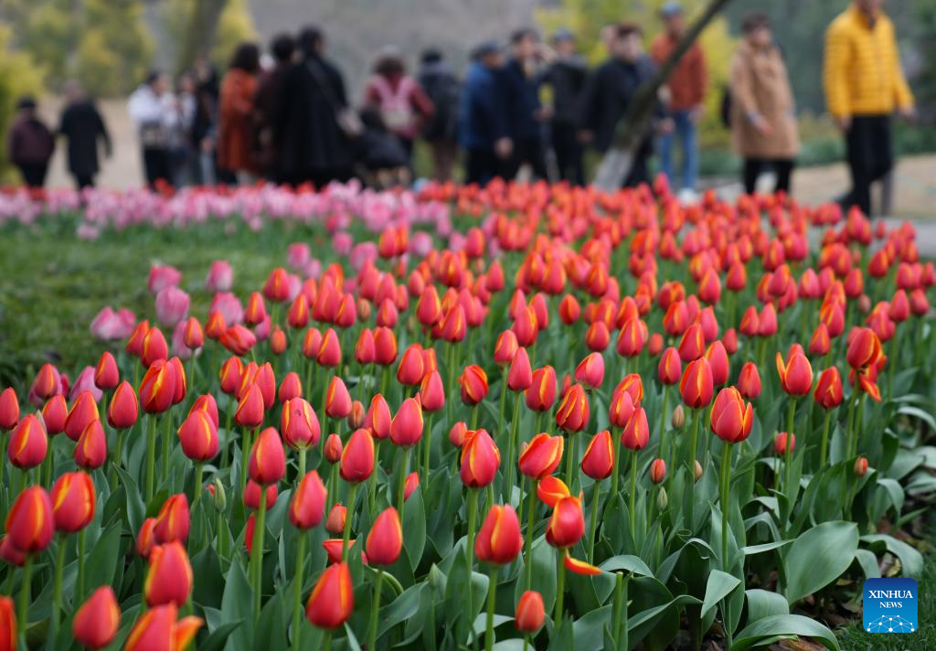 Tourists enjoy spring blossoms in Hangzhou, E China's Zhejiang