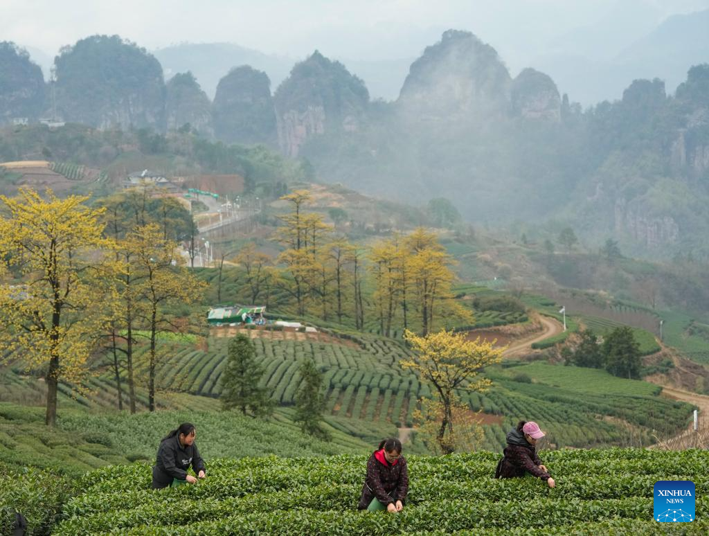 Spring tea harvest across China