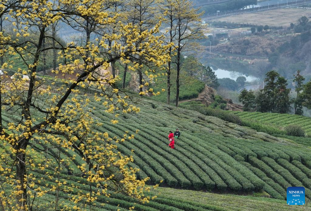 Spring tea harvest across China