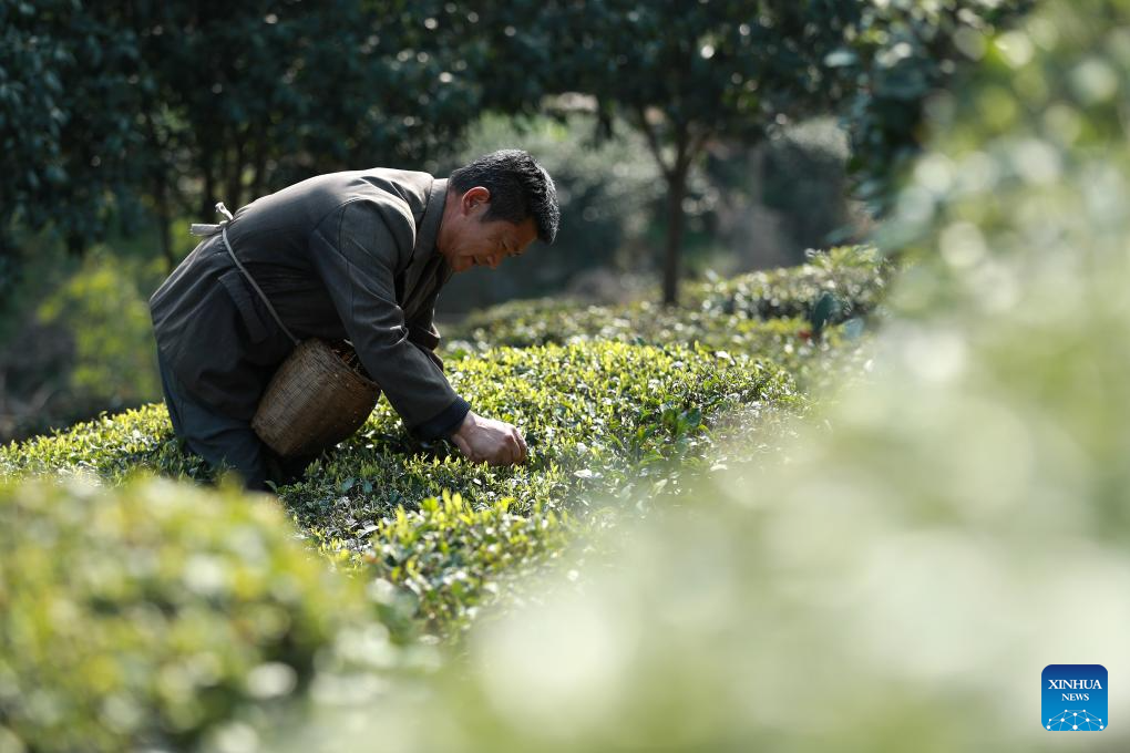 Spring tea harvest across China