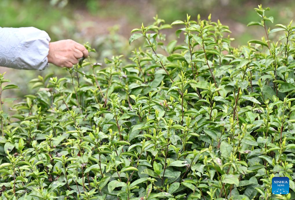 Spring tea harvest across China