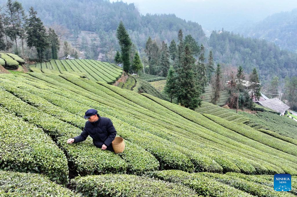 Spring tea harvest across China