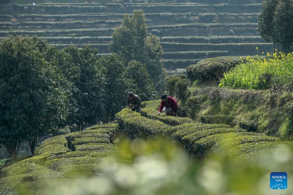 Spring tea harvest across China