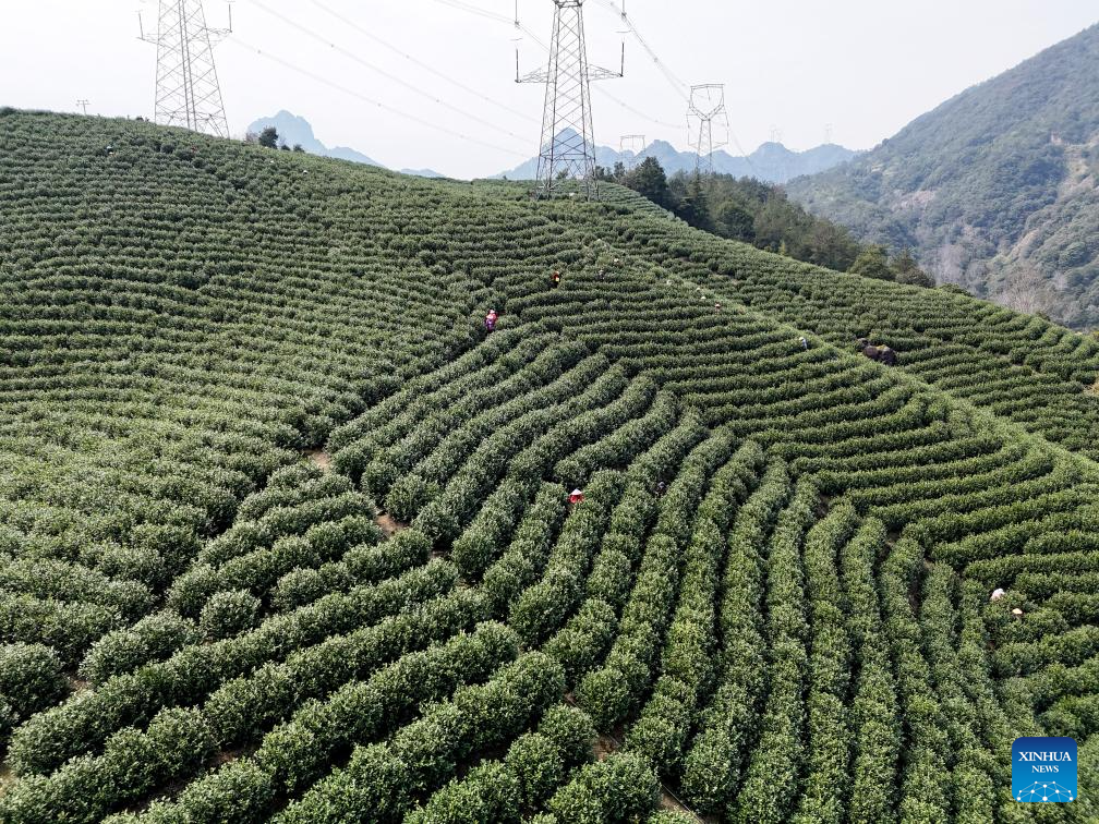 Spring tea harvest across China