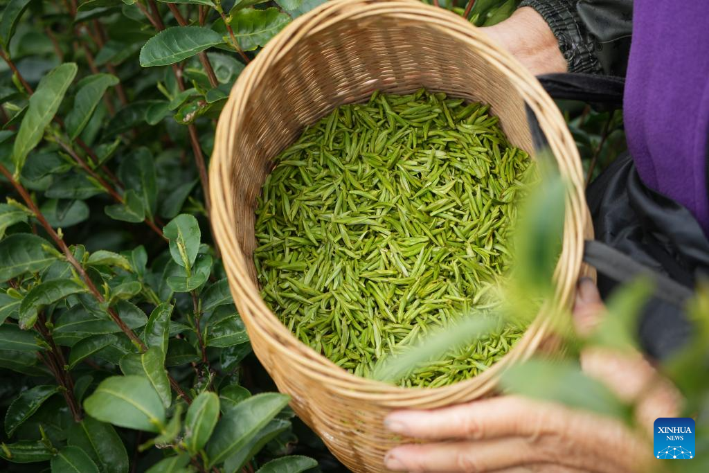 Spring tea harvest across China