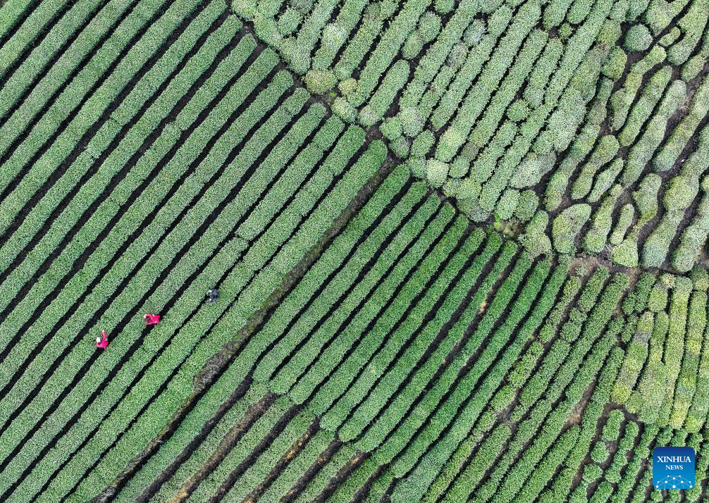 Spring tea harvest across China