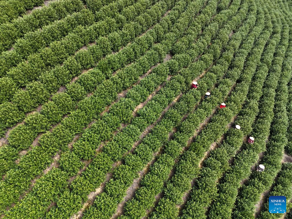 Spring tea harvest across China