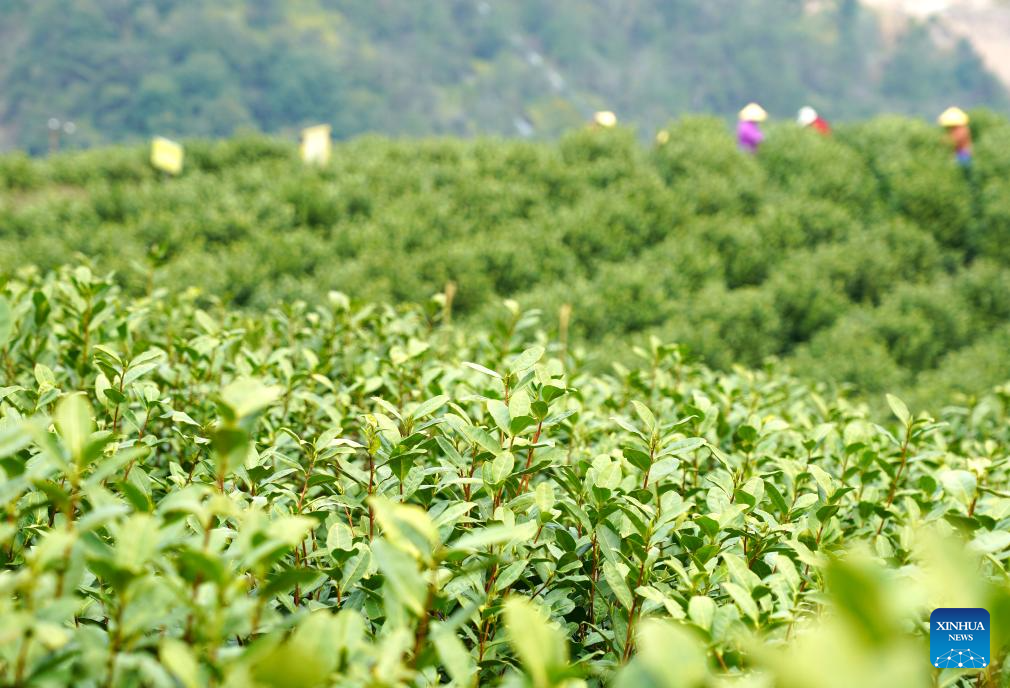 Spring tea harvest across China