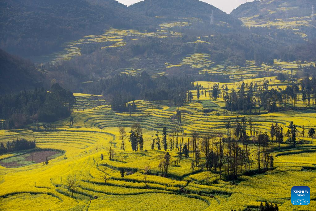 Scenery of cole flower fields in Luoping County, SW China