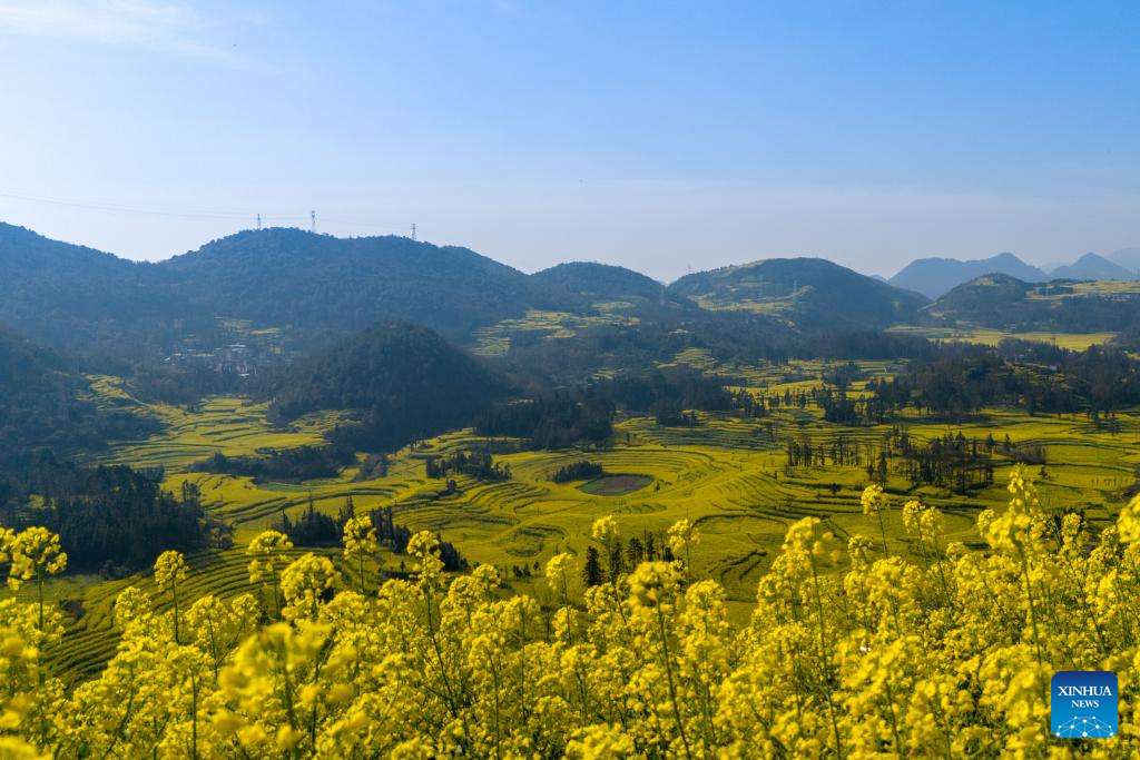 Scenery of cole flower fields in Luoping County, SW China