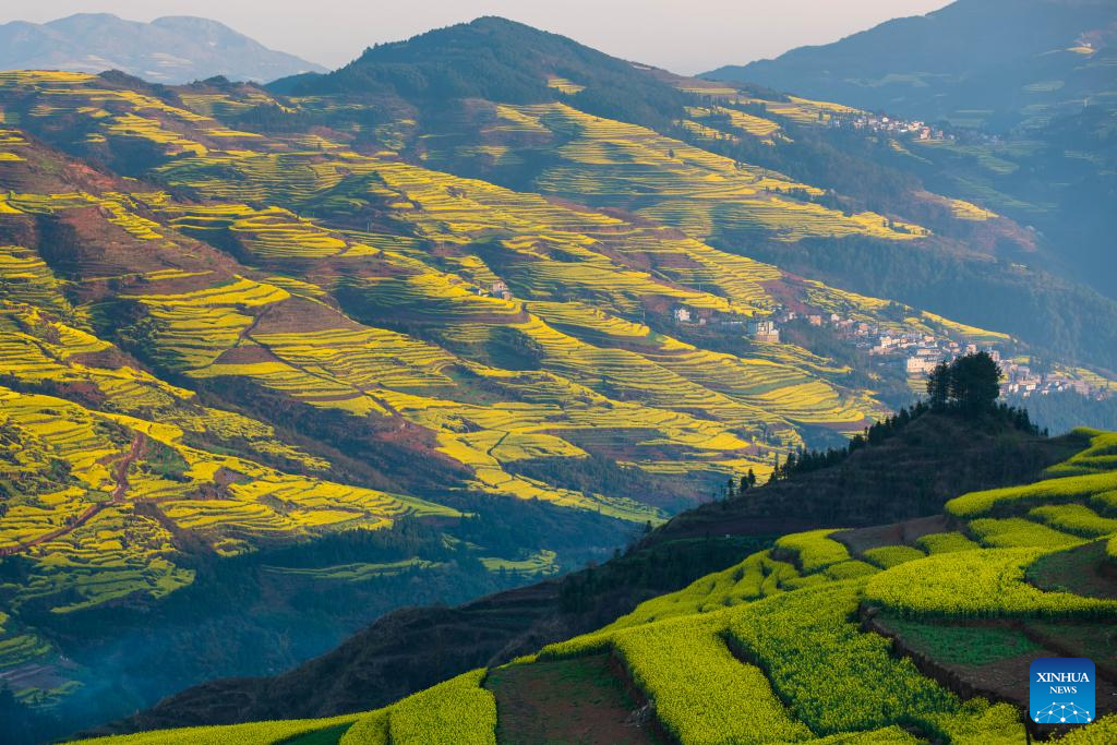 Scenery of cole flower fields in Luoping County, SW China