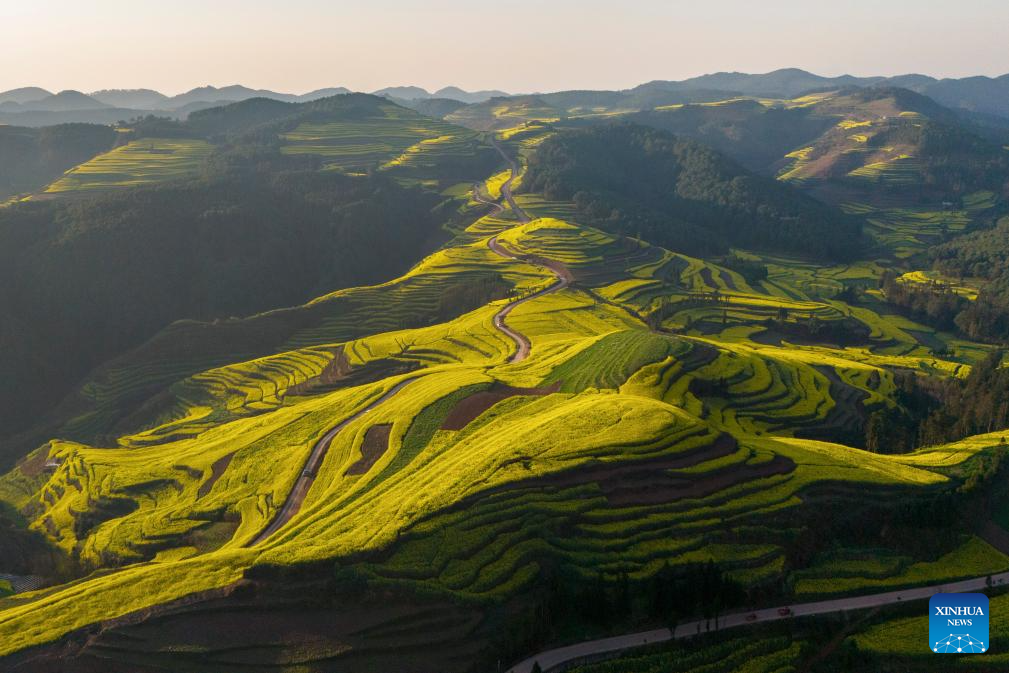 Scenery of cole flower fields in Luoping County, SW China