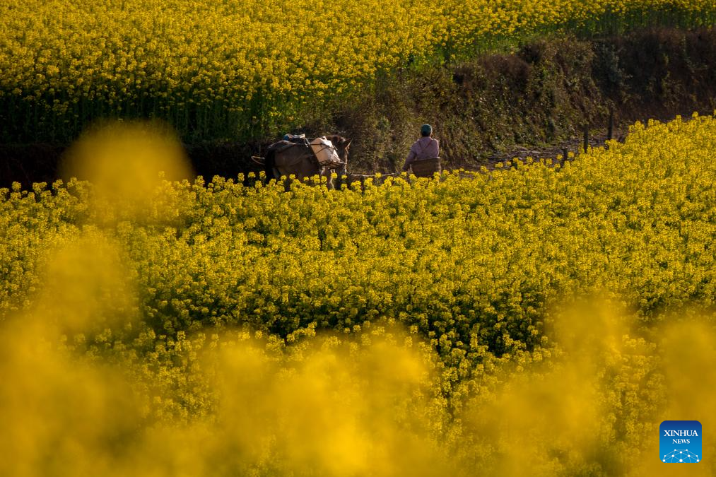 Scenery of cole flower fields in Luoping County, SW China