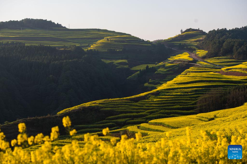 Scenery of cole flower fields in Luoping County, SW China