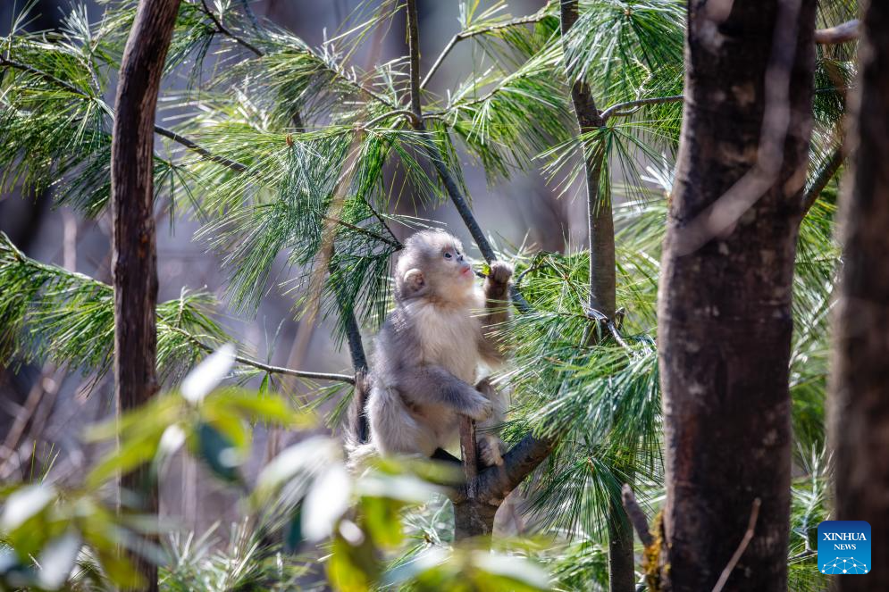 Snub-nosed monkeys seen at Baima Snow Mountain National Nature Reserve in SW China