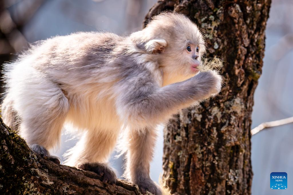 Snub-nosed monkeys seen at Baima Snow Mountain National Nature Reserve in SW China