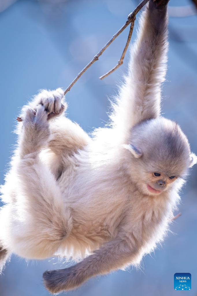 Snub-nosed monkeys seen at Baima Snow Mountain National Nature Reserve in SW China