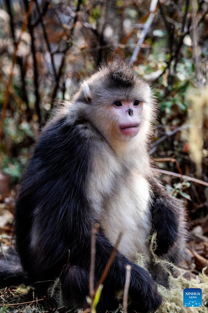 Snub-nosed monkeys seen at Baima Snow Mountain National Nature Reserve in SW China