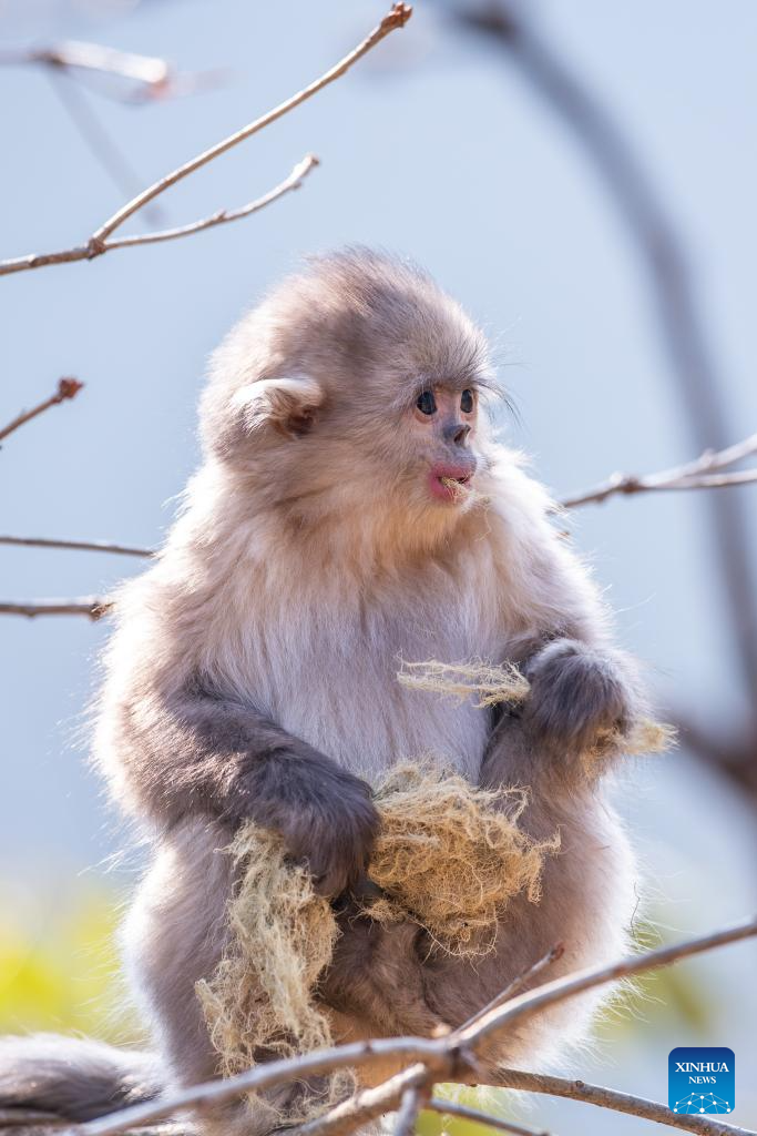 Snub-nosed monkeys seen at Baima Snow Mountain National Nature Reserve in SW China