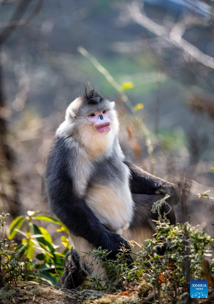 Snub-nosed monkeys seen at Baima Snow Mountain National Nature Reserve in SW China