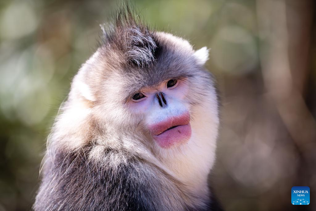 Snub-nosed monkeys seen at Baima Snow Mountain National Nature Reserve in SW China