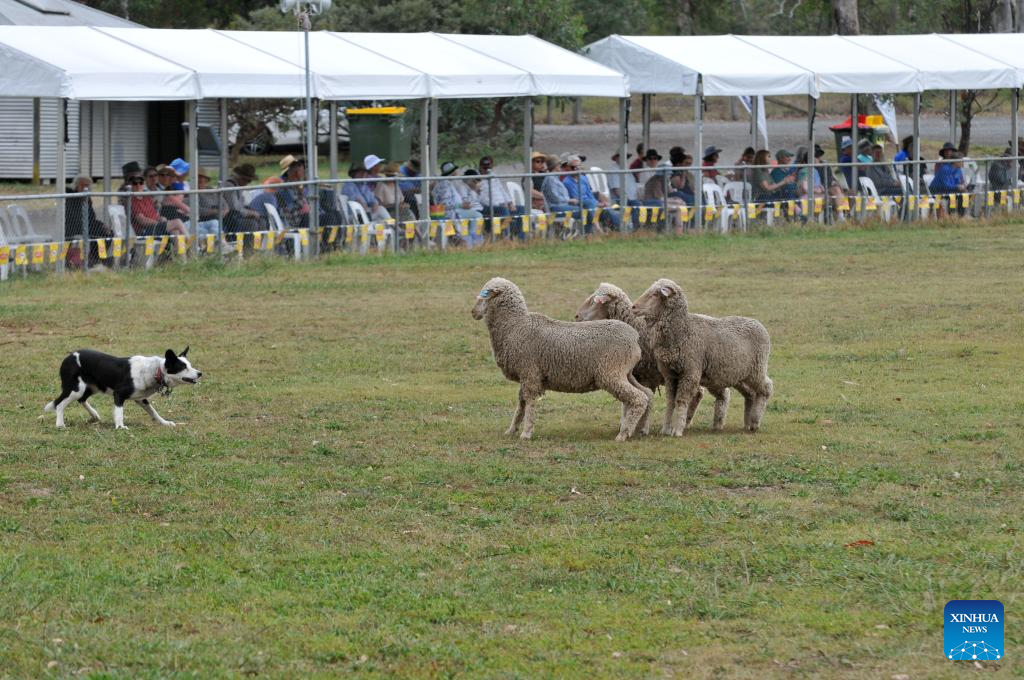 National Sheepdog Trial Championships kicks off in Canberra