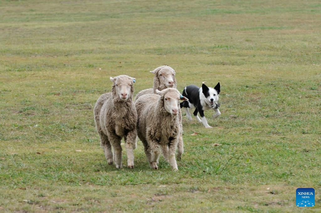 National Sheepdog Trial Championships kicks off in Canberra