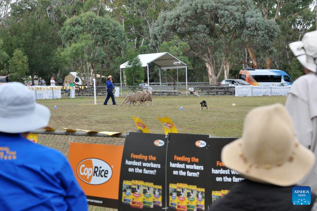 National Sheepdog Trial Championships kicks off in Canberra