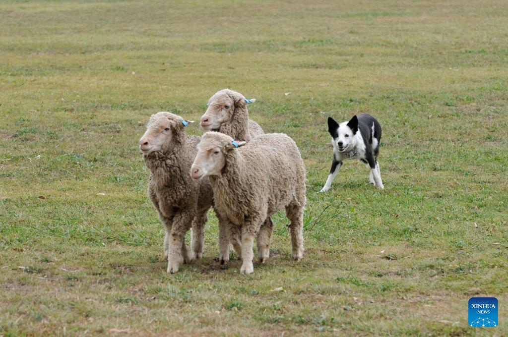 National Sheepdog Trial Championships kicks off in Canberra