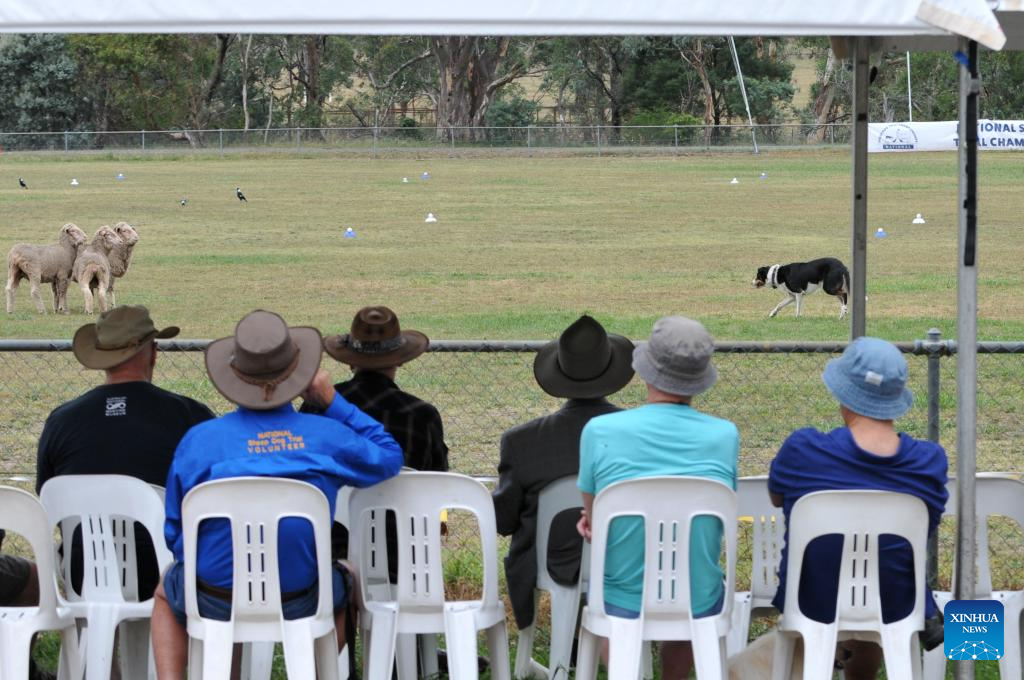 National Sheepdog Trial Championships kicks off in Canberra