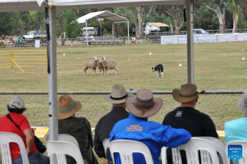 National Sheepdog Trial Championships kicks off in Canberra