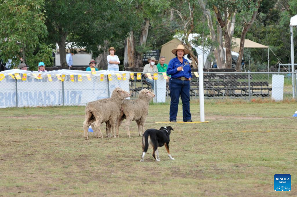 National Sheepdog Trial Championships kicks off in Canberra