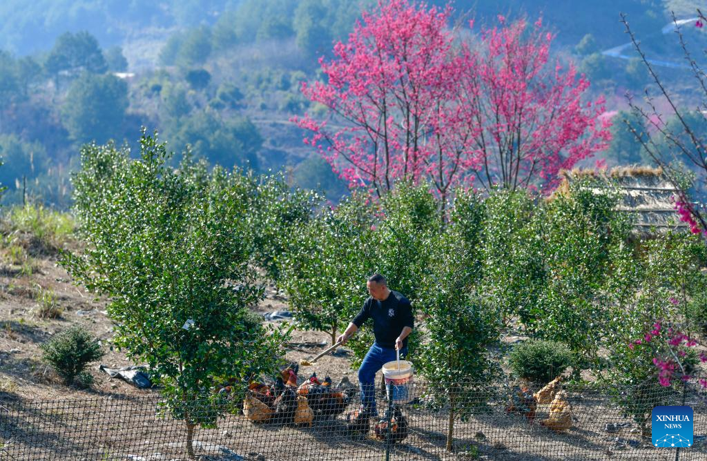 Pic story: forestry developer spends over a decade greening hills, boosting farmers' incomes