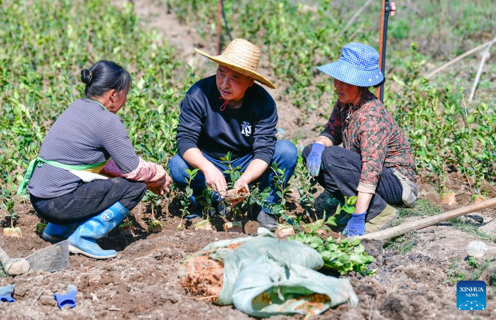 Pic story: forestry developer spends over a decade greening hills, boosting farmers' incomes