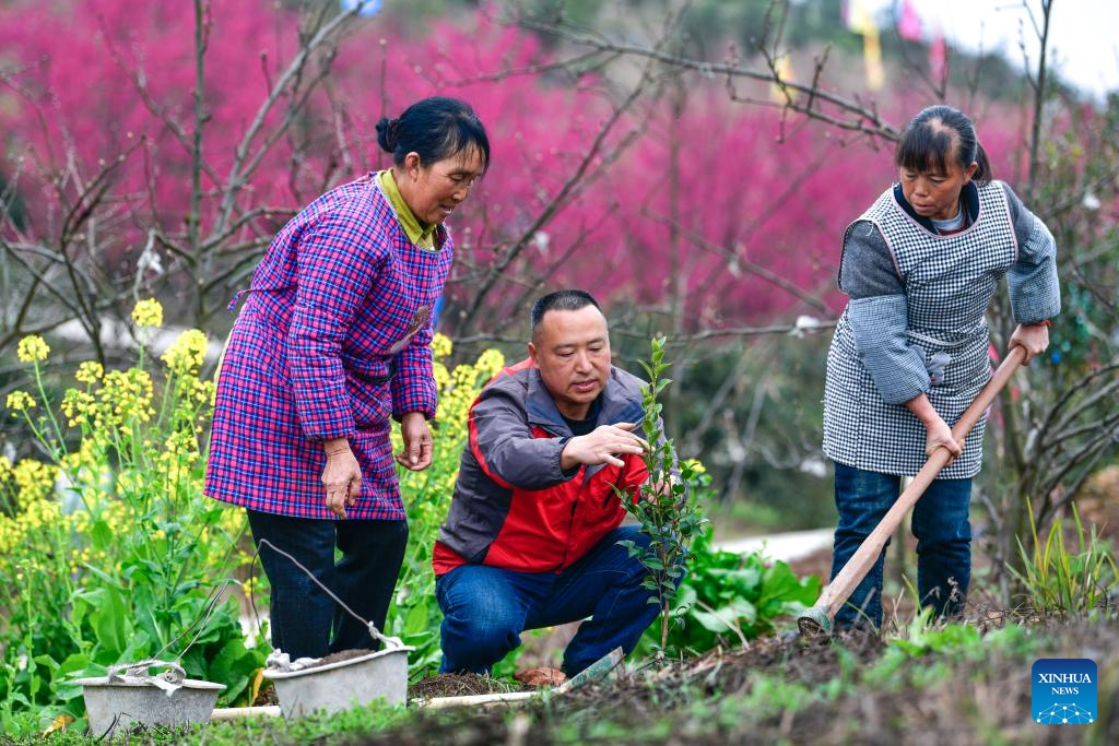 Pic story: forestry developer spends over a decade greening hills, boosting farmers' incomes