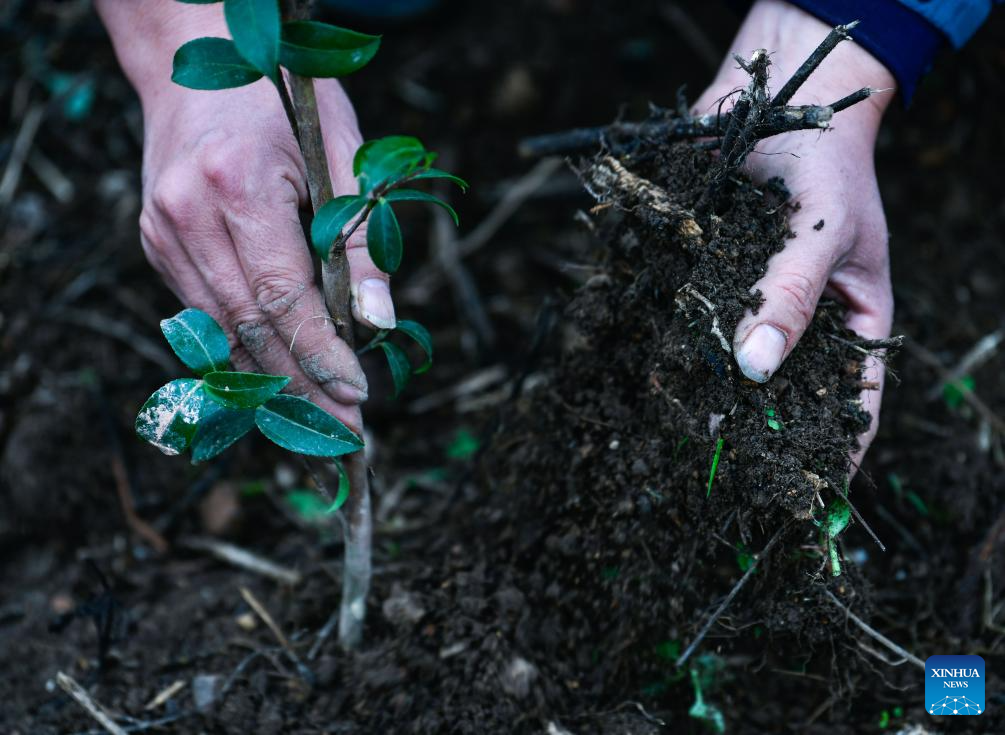 Pic story: forestry developer spends over a decade greening hills, boosting farmers' incomes