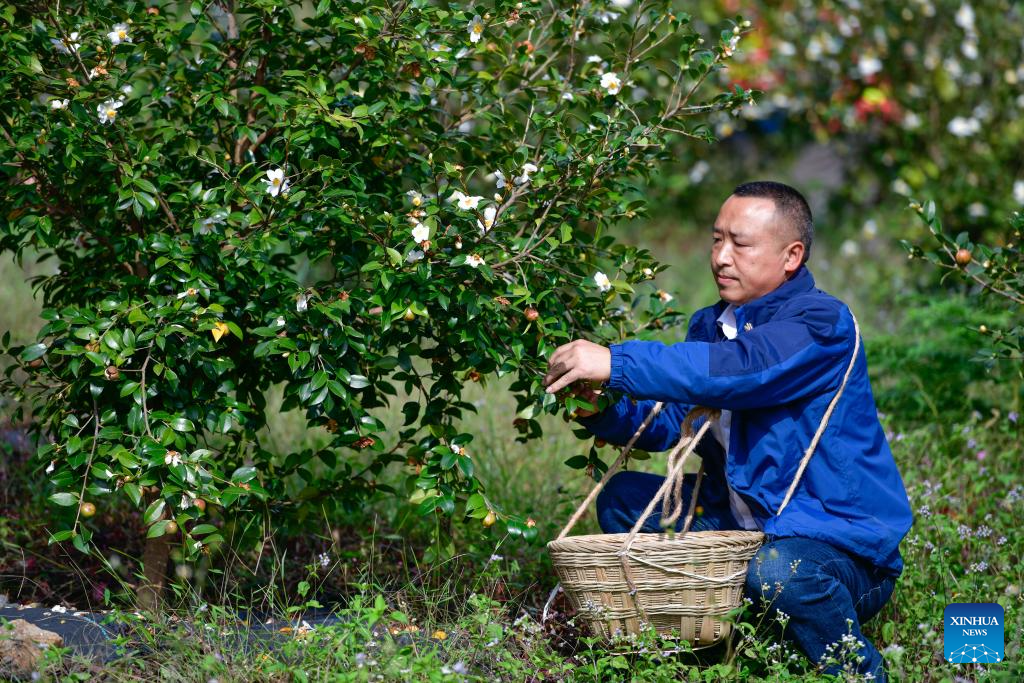 Pic story: forestry developer spends over a decade greening hills, boosting farmers' incomes